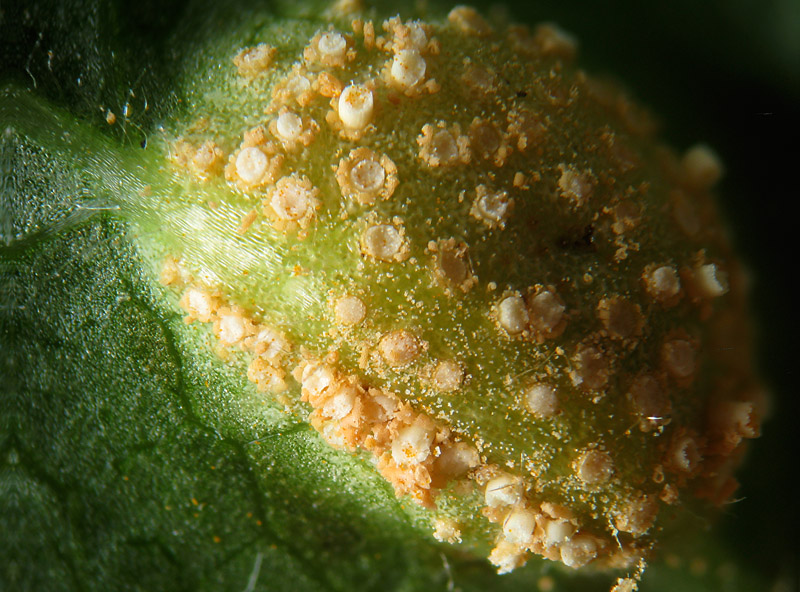 Puccinia 2 su Clematis vitalba